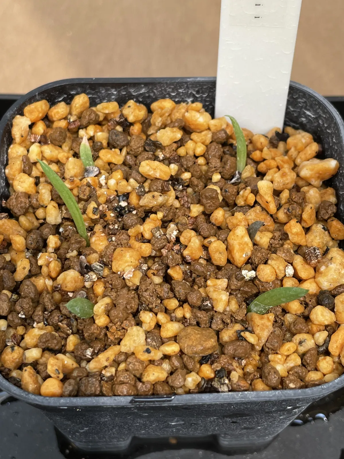 Aloe chabaudii (アロエ チャバウディー)