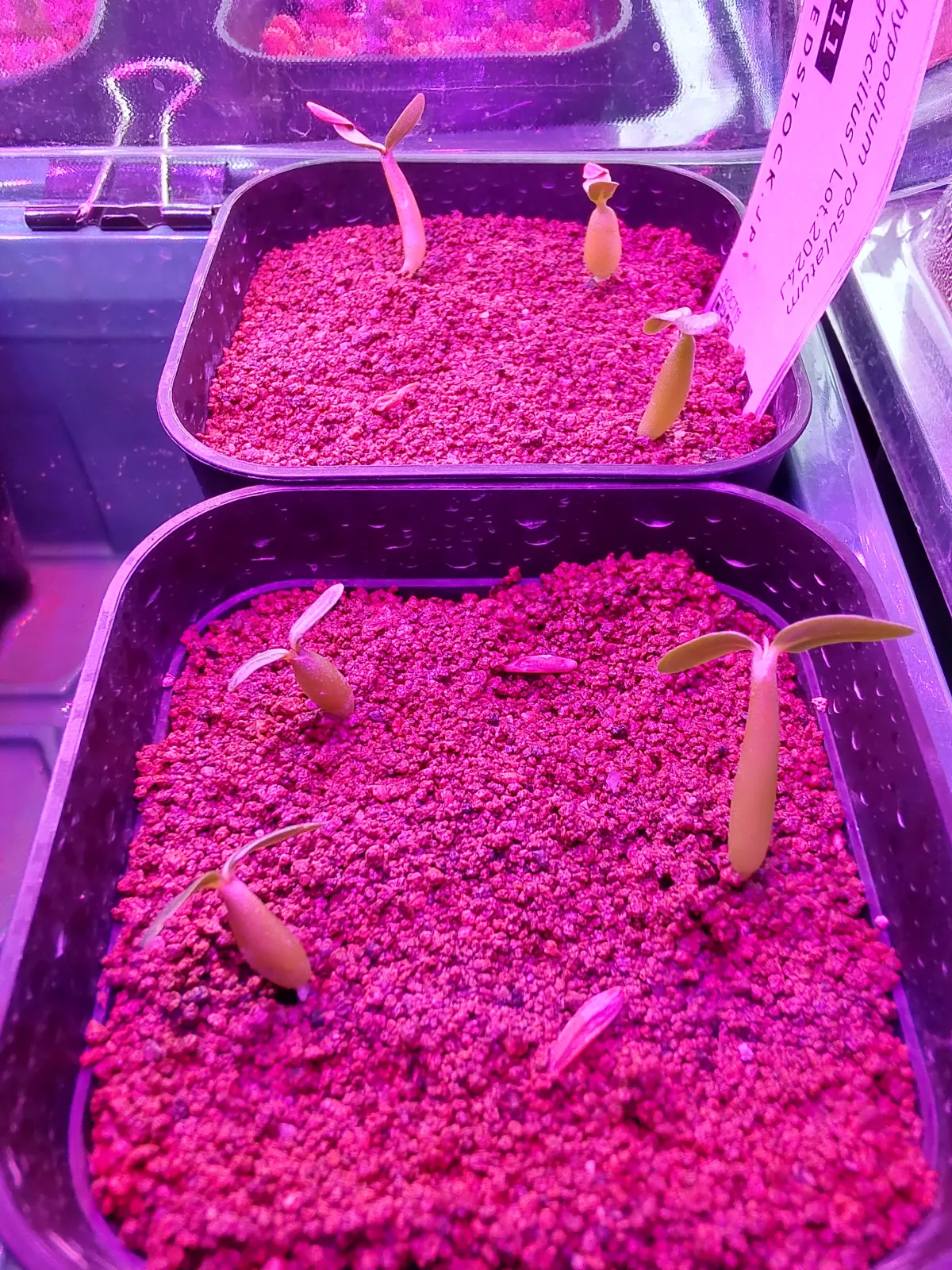 Pachypodium rosulatum var. gracilius (パキポディウム グラキリス)