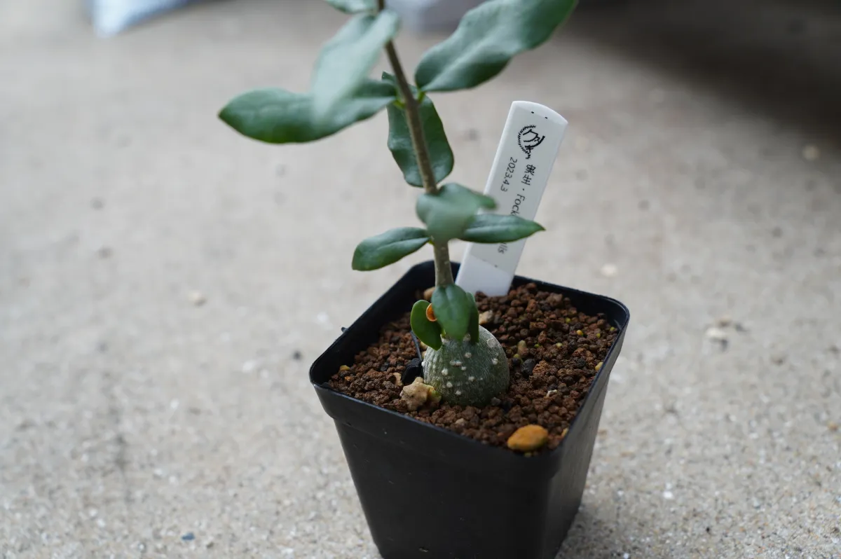 Fockea edulis (フォッケア 火星人)