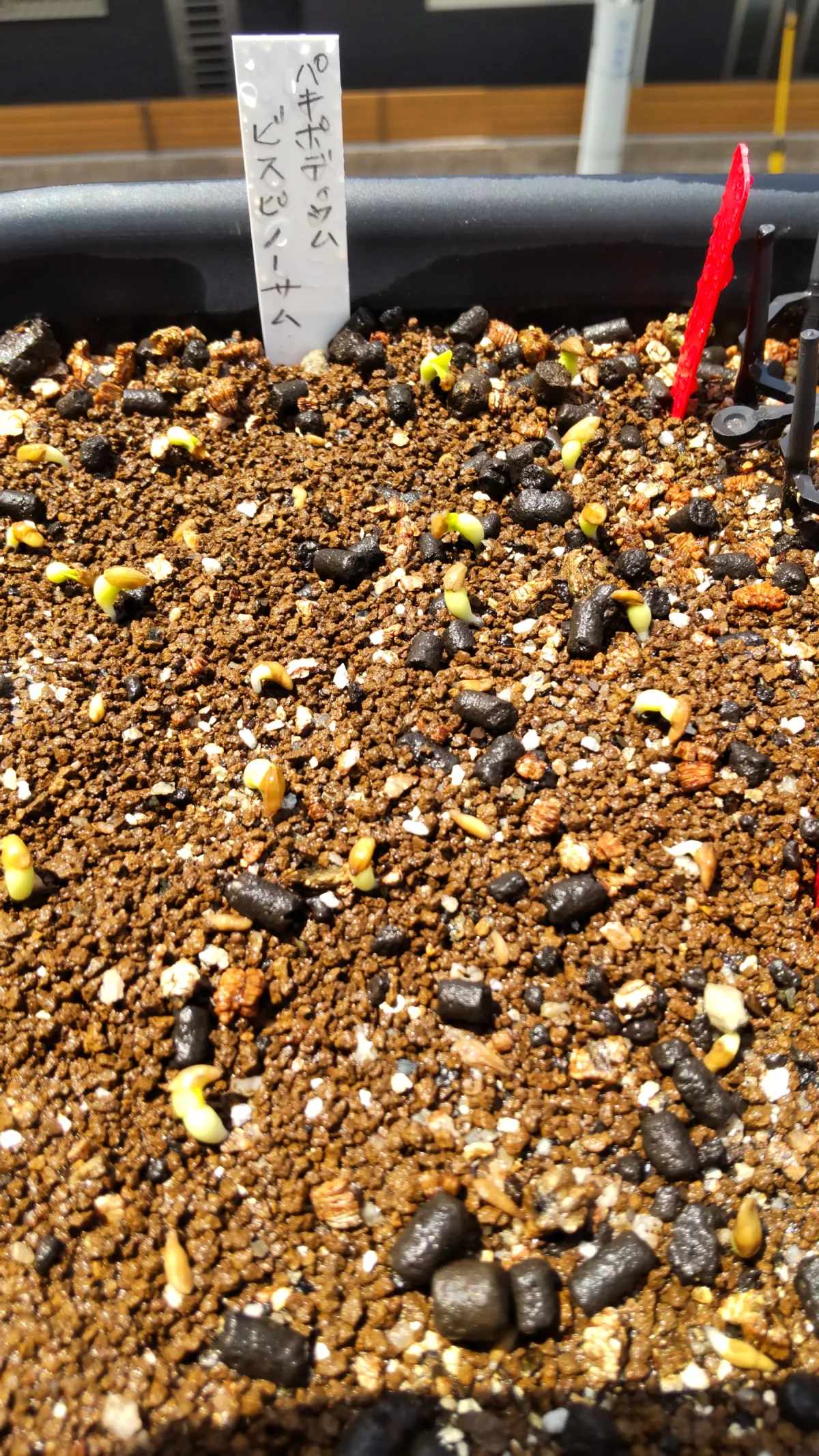 Pachypodium bispinosum (パキポディウム ビスピノーサム)