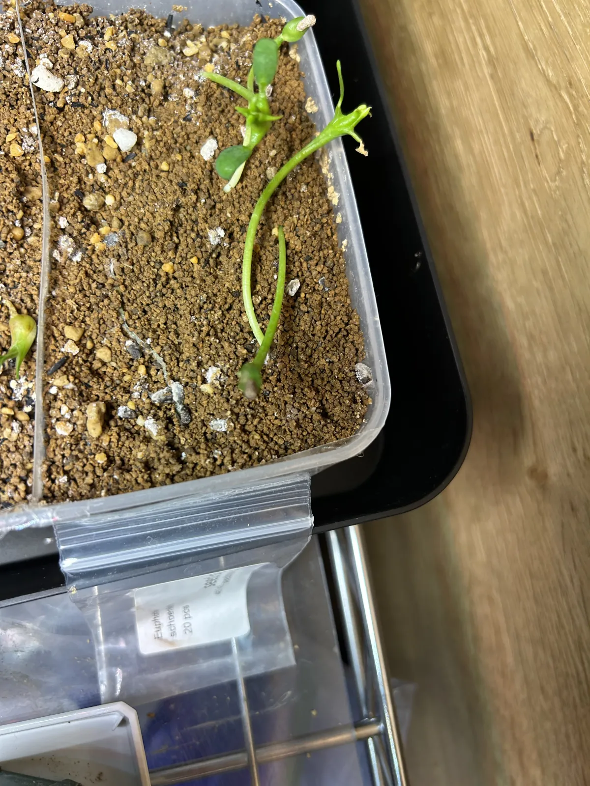 Euphorbia schoenlandii (ユーフォルビア スコエンランディ 闘牛角)