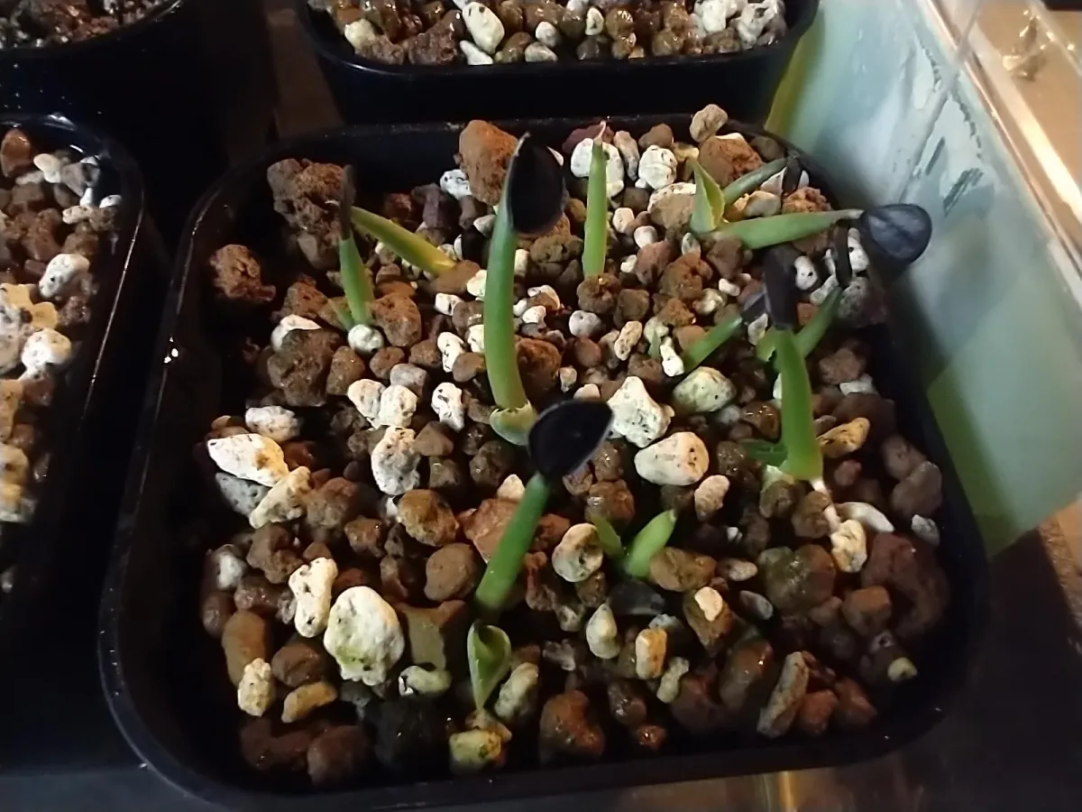 Agave parryi var. truncata (アガベ パリー トランカータ)