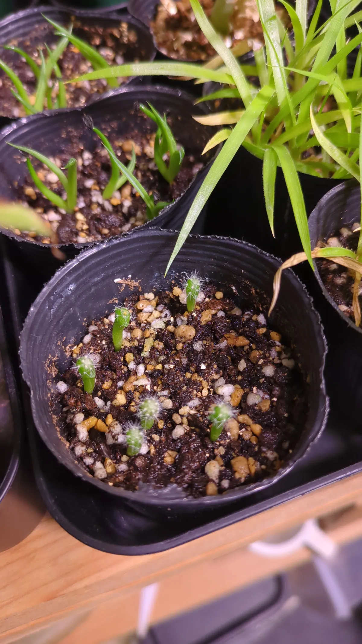 Uebelmannia pectinifera var. multicostata (ユーベルマニア ムルチコスタータ)