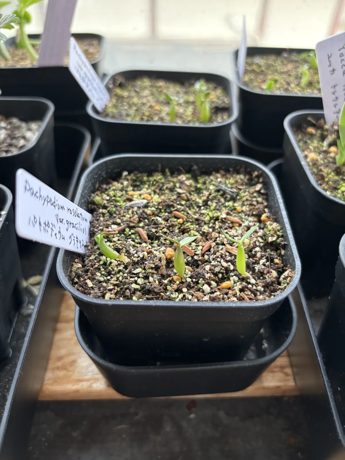 Pachypodium rosulatum var. gracilius (パキポディウム グラキリス)