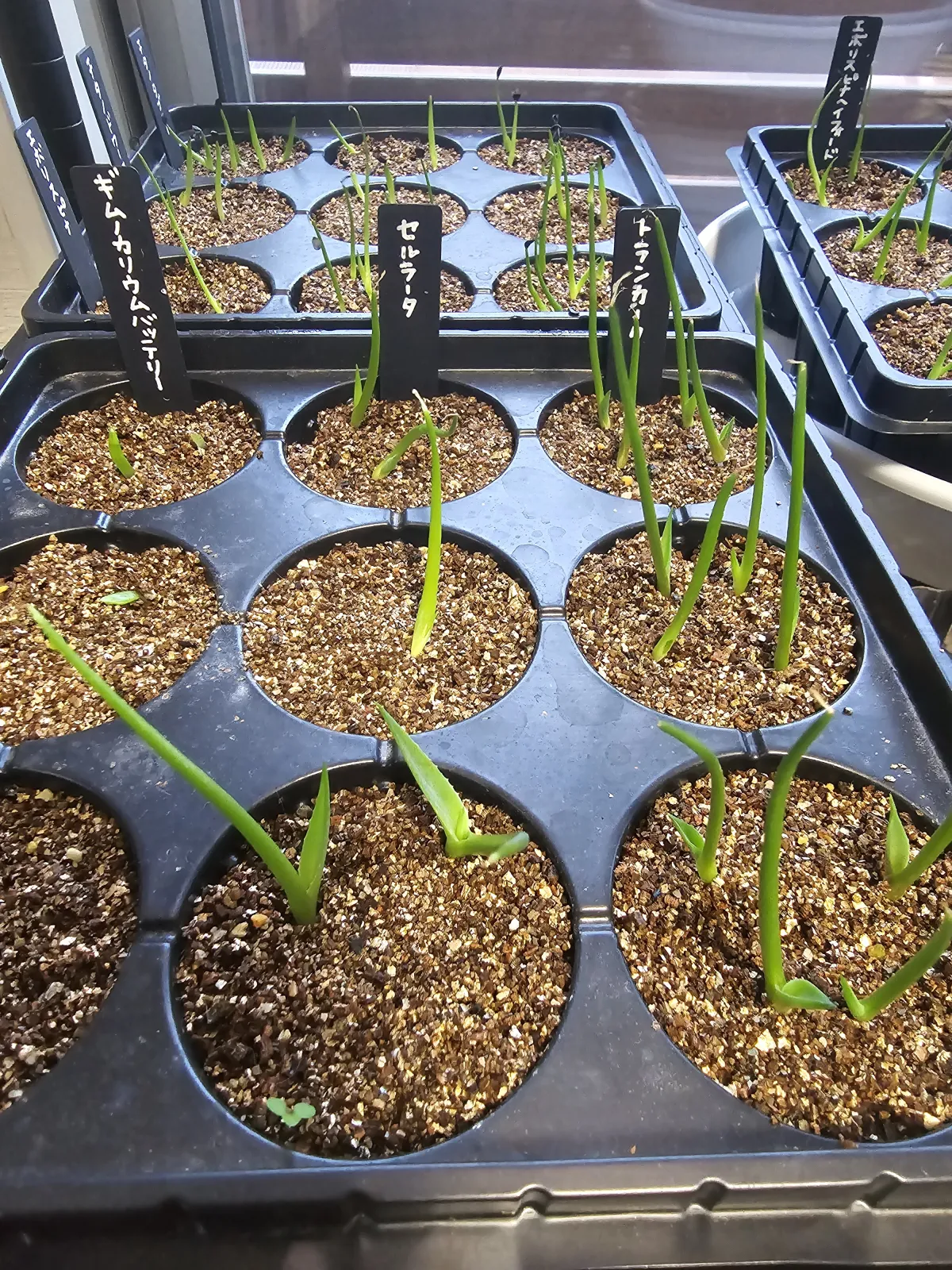 Agave cerulata subsp. cerulata (アガベ セルラータ)