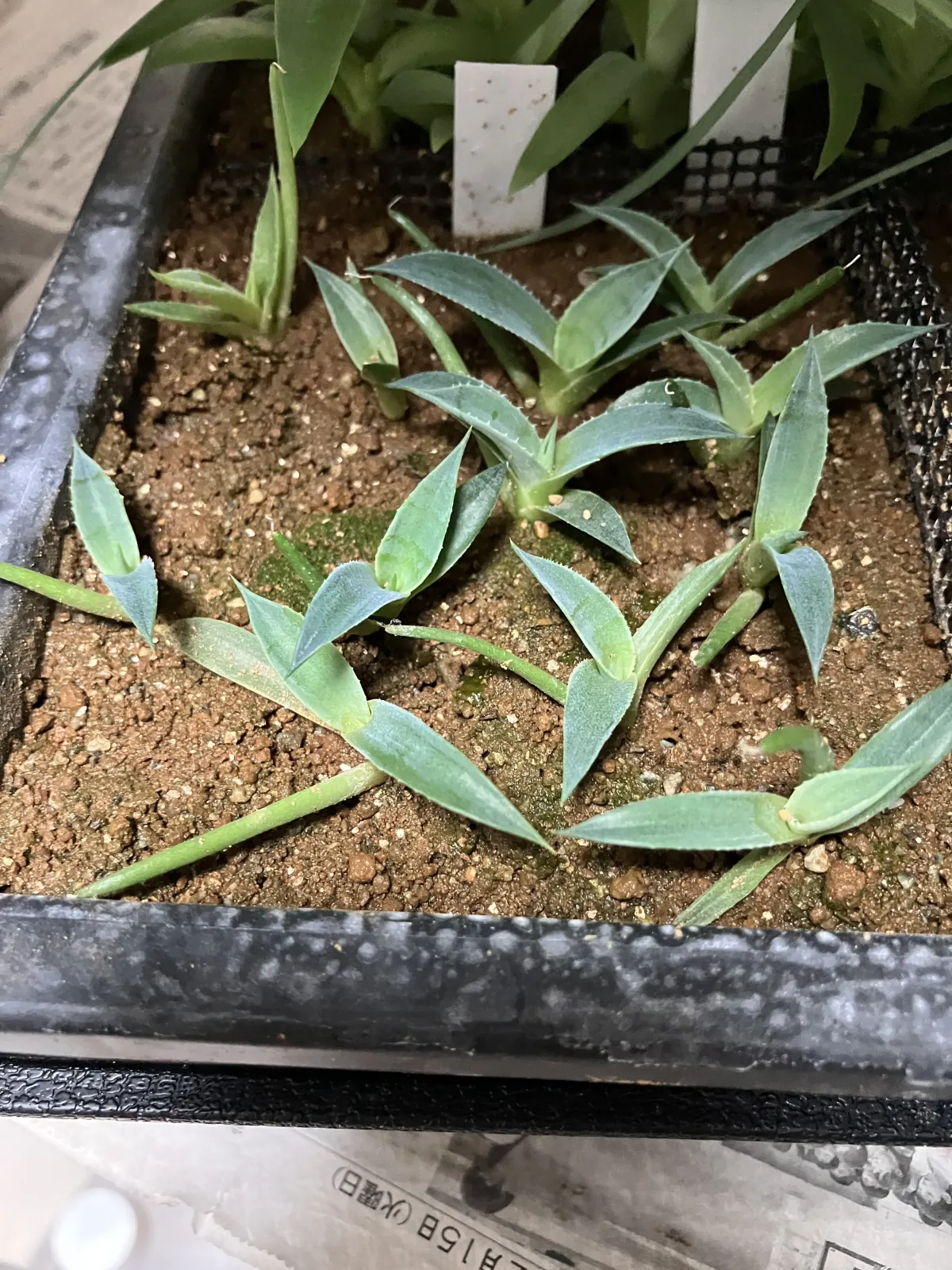 Agave gentryi La Escondida (アガベ ジェントリー ラ・エスコンディーダ)