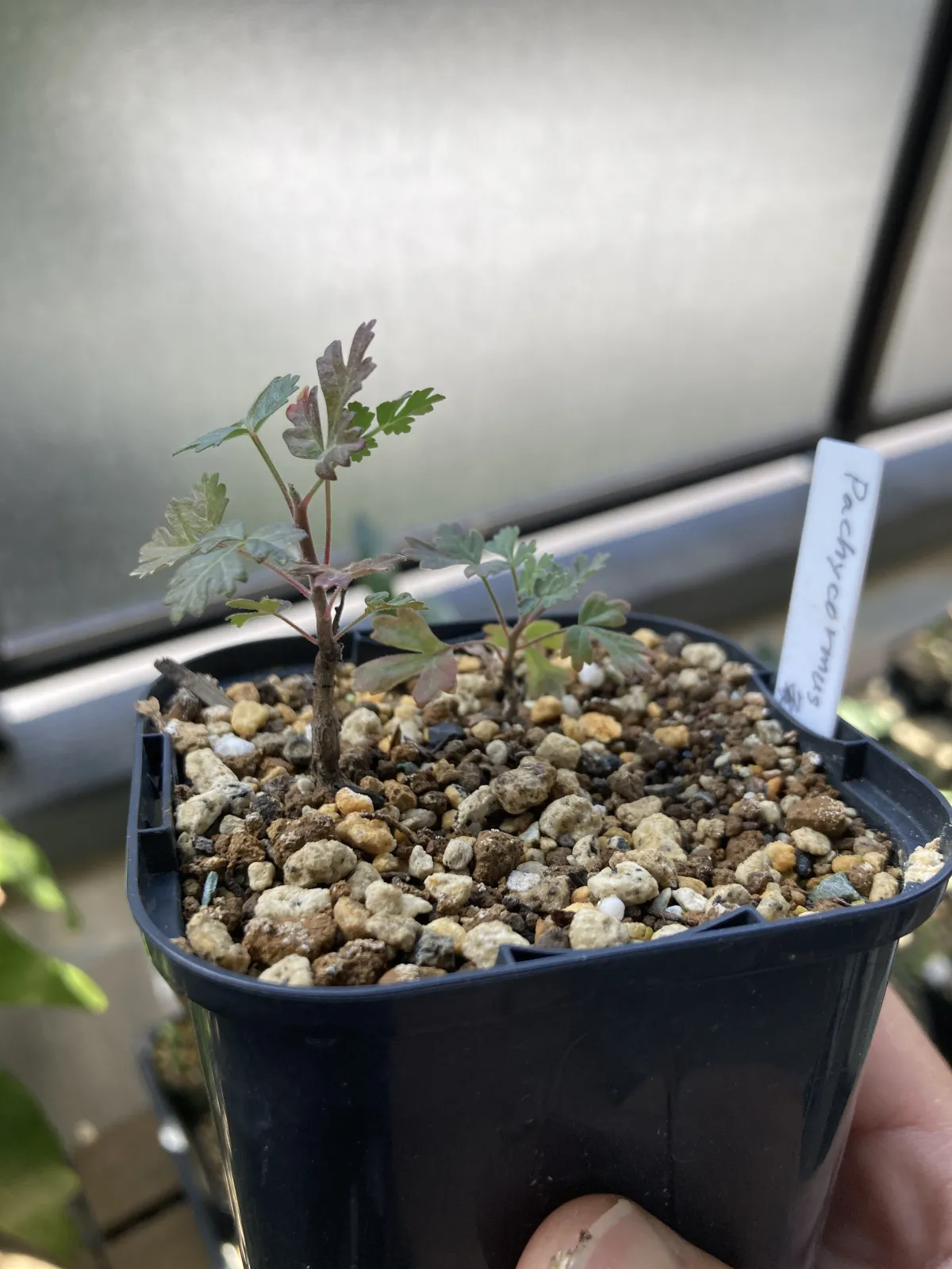 Pachycormus discolor (パキコルムス ディスカラー)