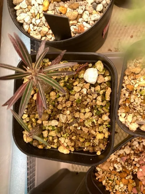 Pachypodium rosulatum var. gracilius (パキポディウム グラキリス)