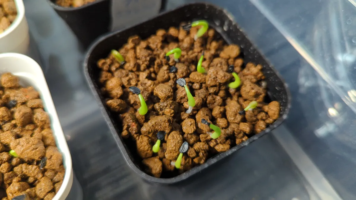 Agave oteroi (アガベ オテロイ)