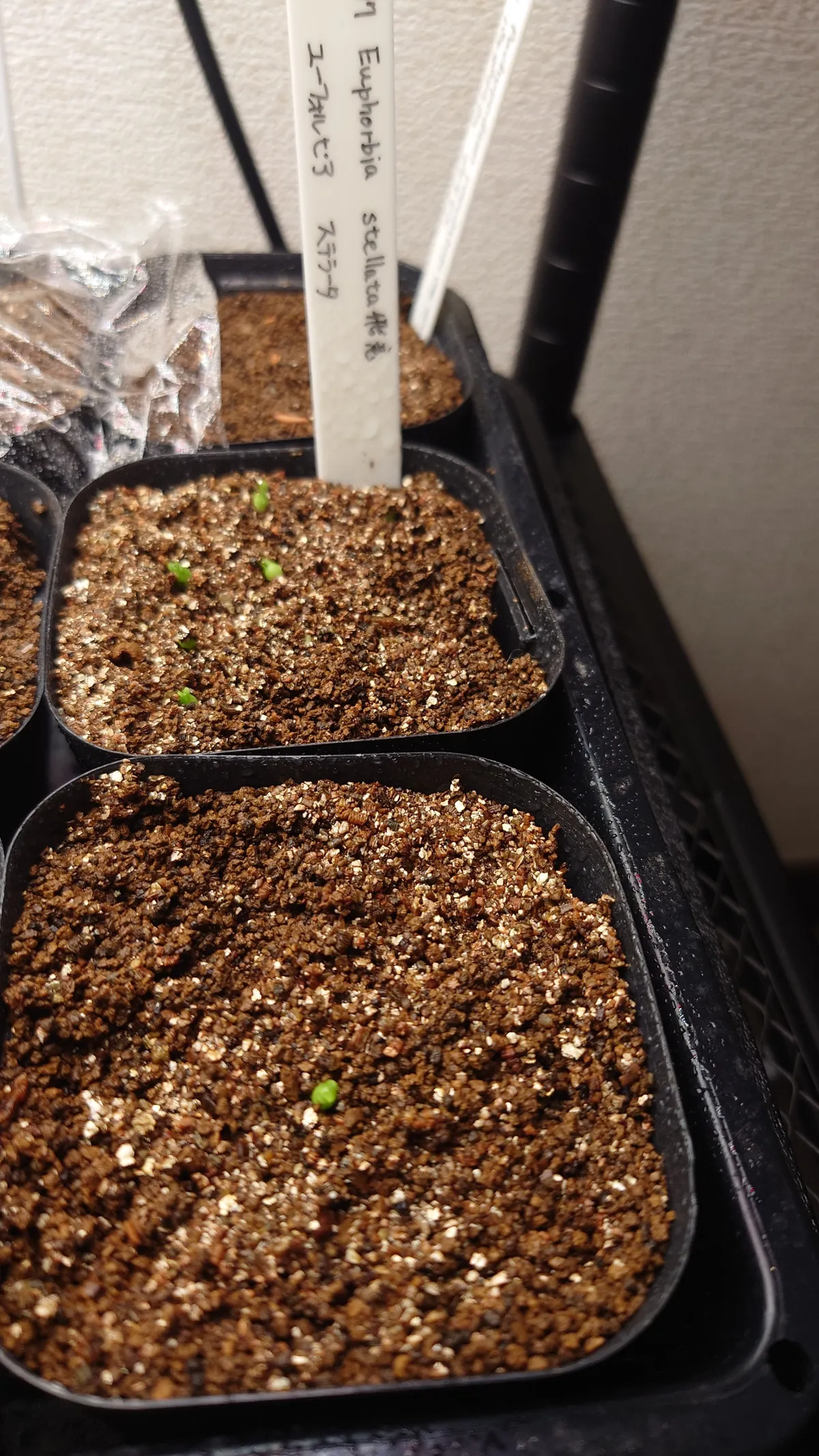 Euphorbia stellata (ユーフォルビア ステラータ 飛竜)