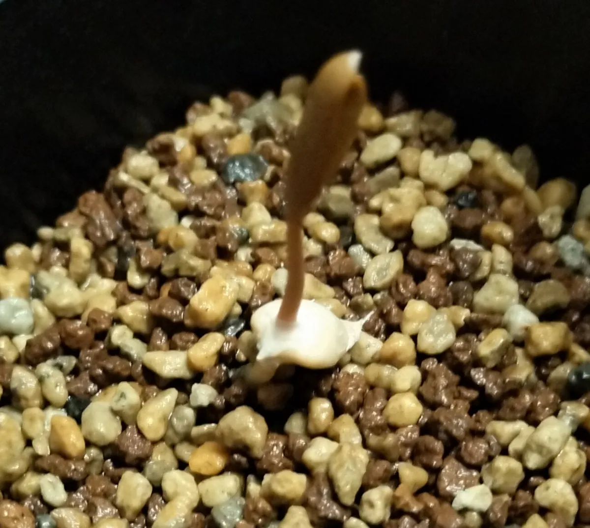 Welwitschia mirabilis (ウェルウィッチア ミラビリス 奇想天外)