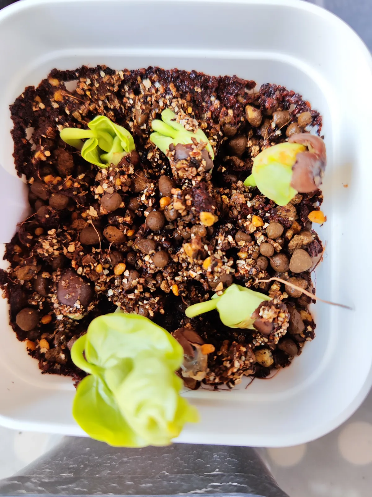 Pseudobombax ellipticum 'Alba' (セウドボンバックス エリプティカム アルバム)