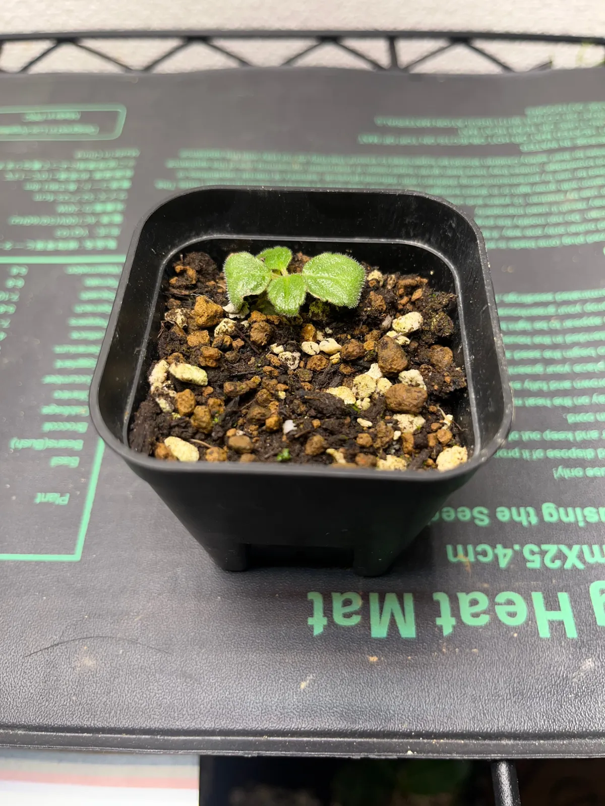 Sinningia werdermannii (シンニンギア ウェルデルマニー)