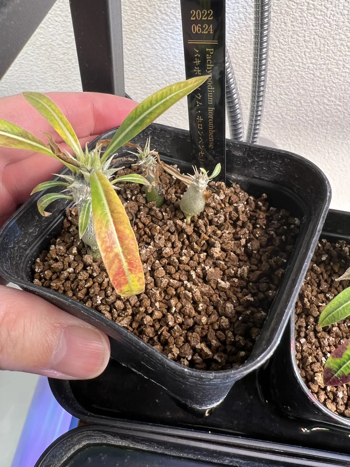 Pachypodium horombense (パキポディウム ホロンベンセ)