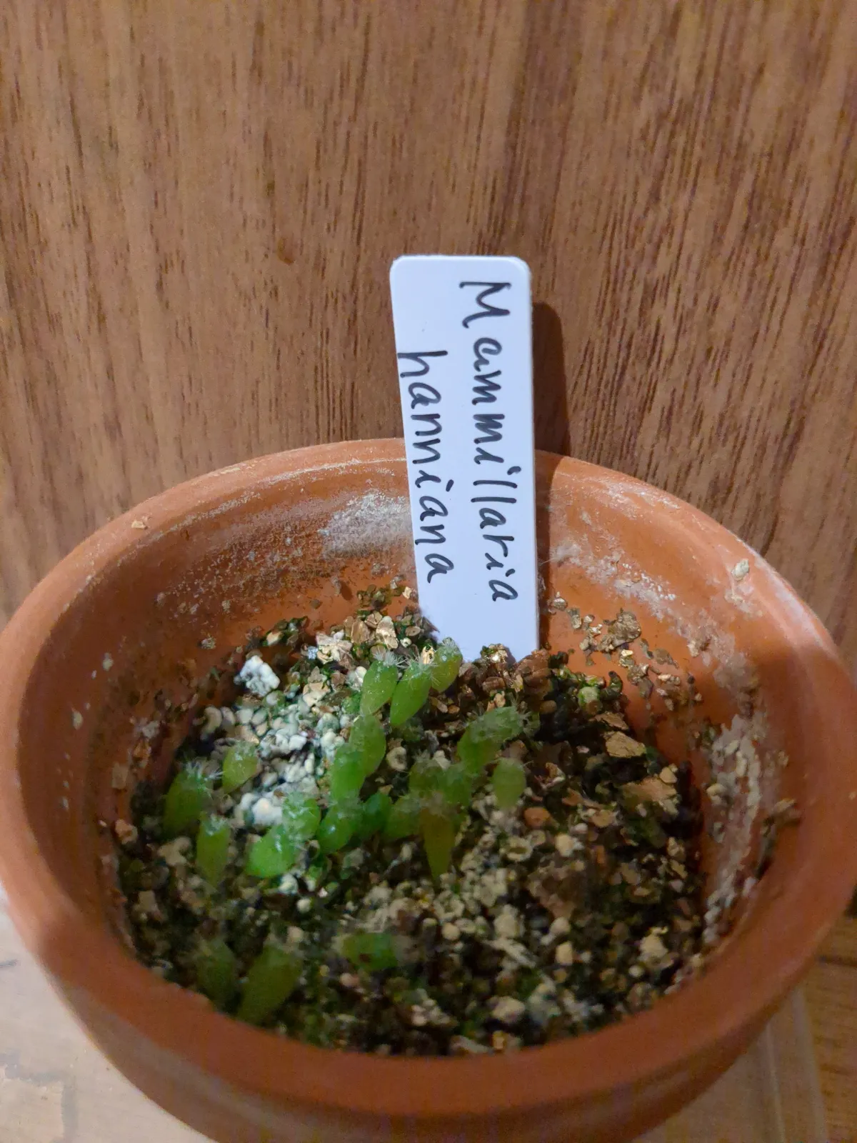 Mammillaria hahniana (マミラリア ハニアナ 玉翁)