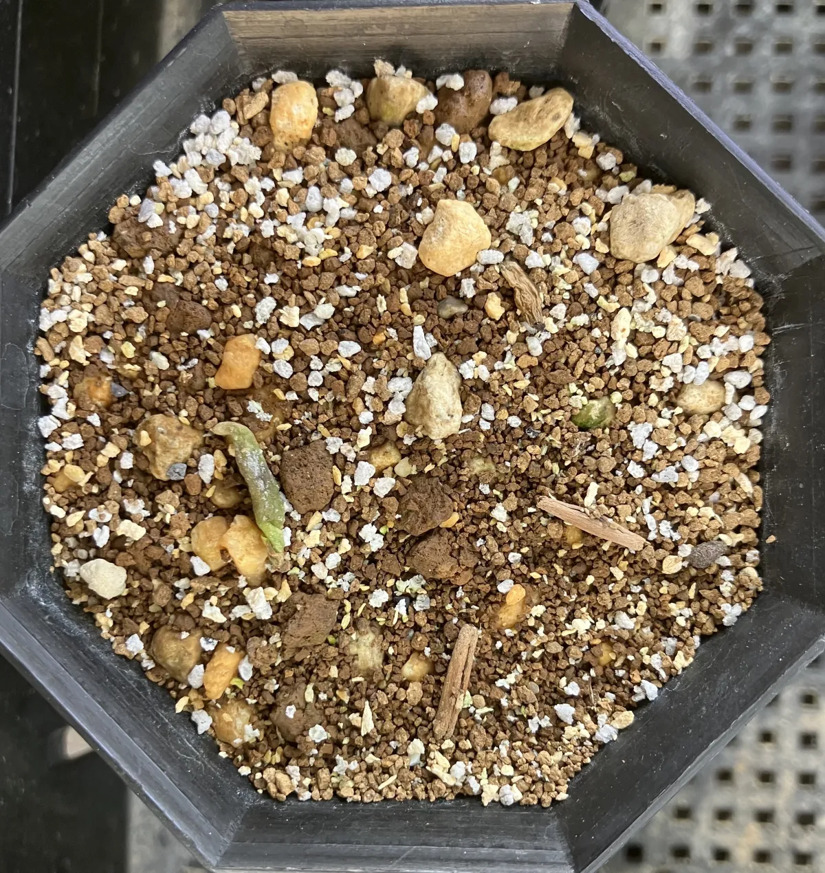 Adenium obesum (アデニウム オベスム)