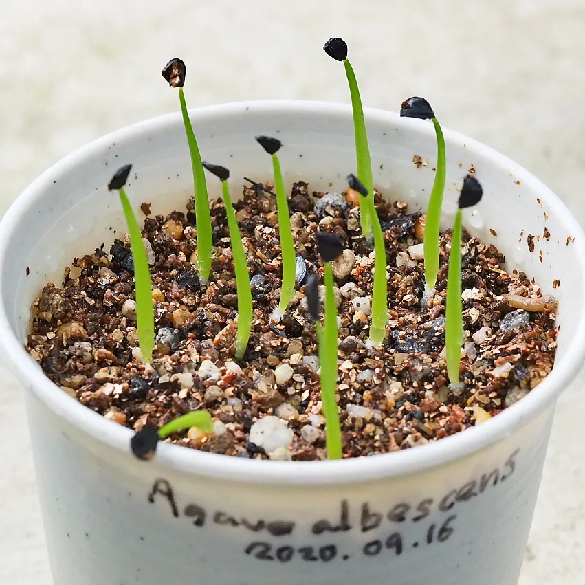 Agave albescens (アガベ アルベセンス)