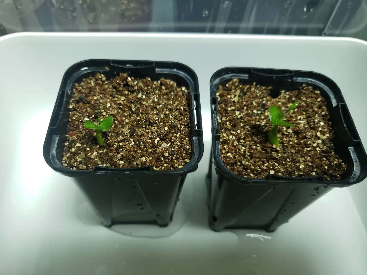 Fockea edulis (フォッケア 火星人)