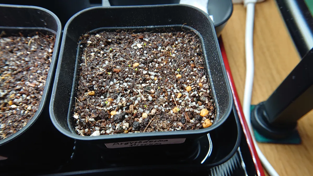 Argyroderma fissum (アルギロデルマ フィッサム)