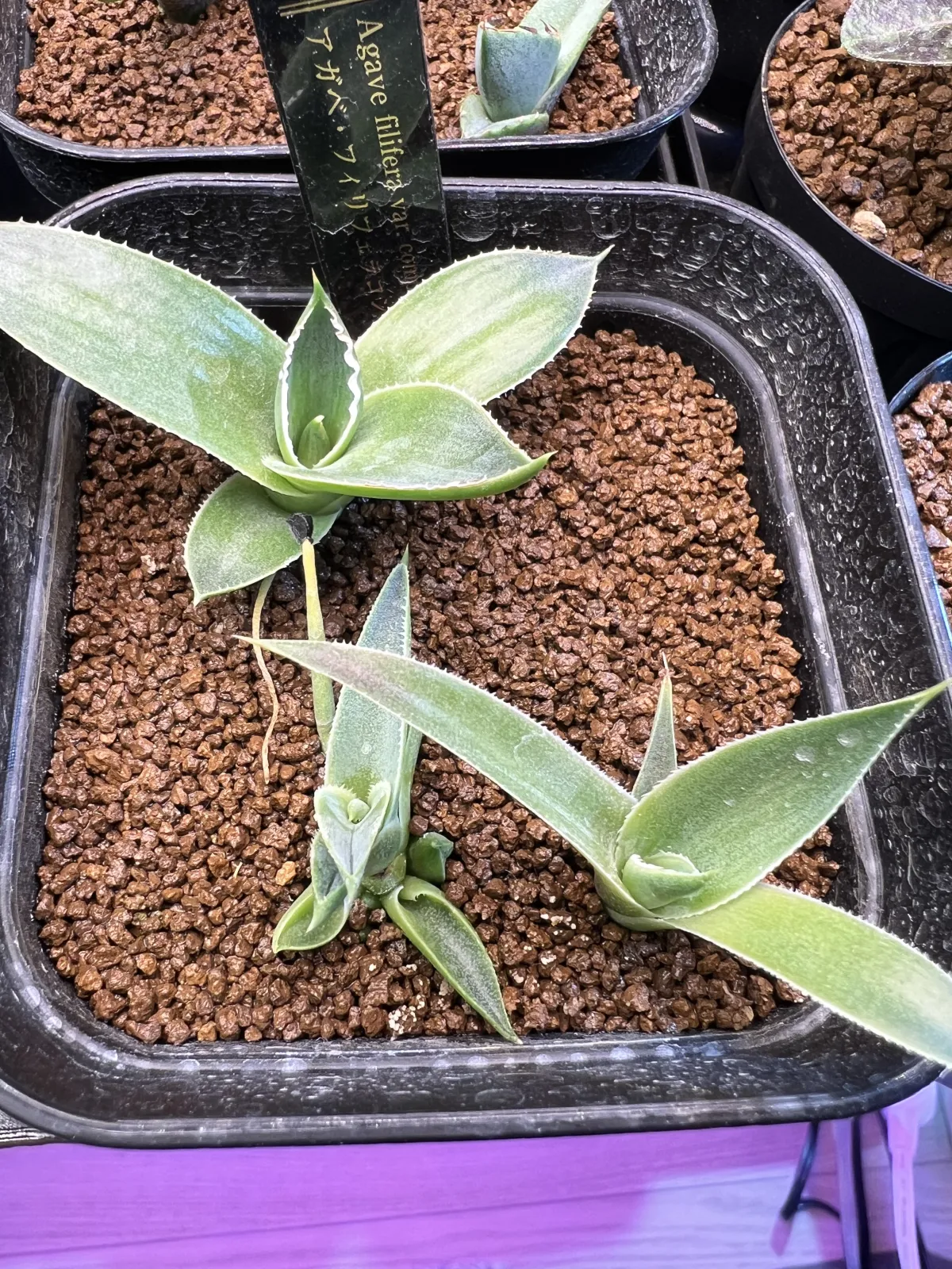 Agave filifera var. compacta (アガベ フィリフェラコンパクタ)