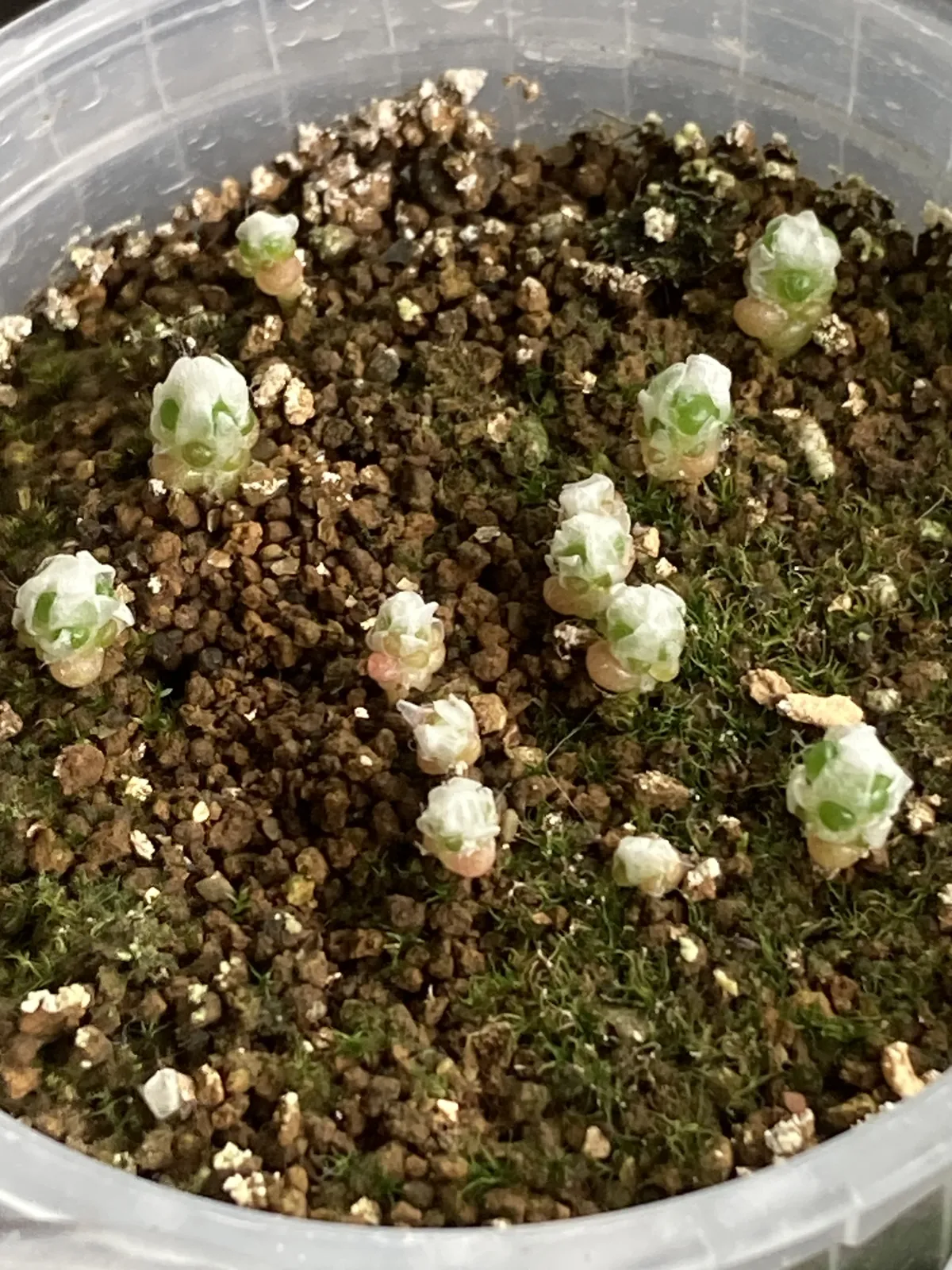 Avonia papyracea (アボニア パピラケア)