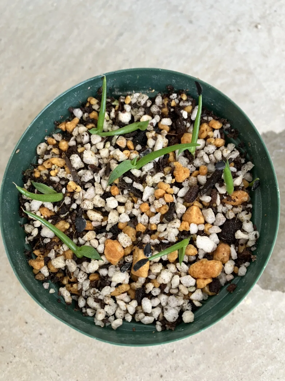 Agave albescens (アガベ アルベセンス)