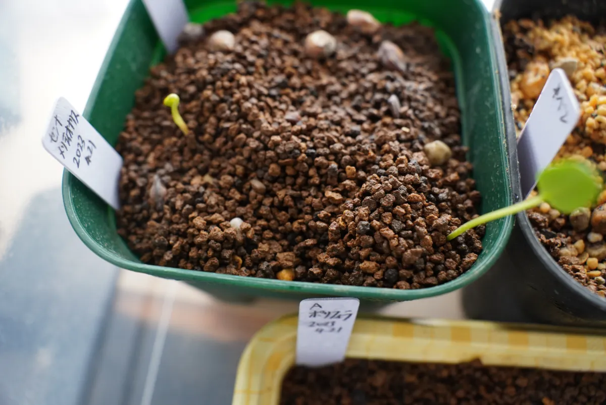 Senna meridionalis (センナ メリディオナリス)