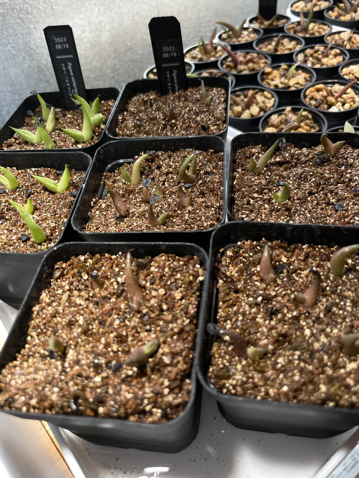 Agave oteroi (アガベ オテロイ)