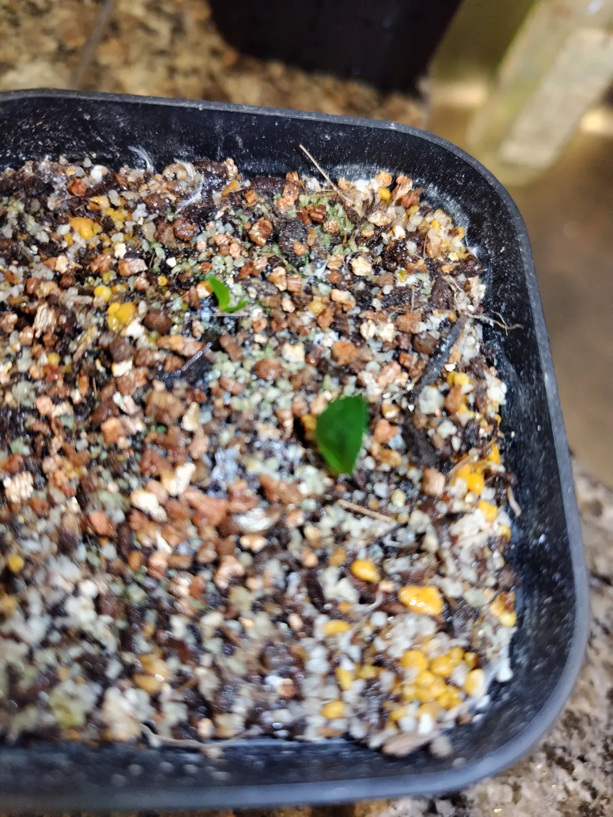 Aloe verdoorniae (アロエ ベルドーニアエ 星霞)