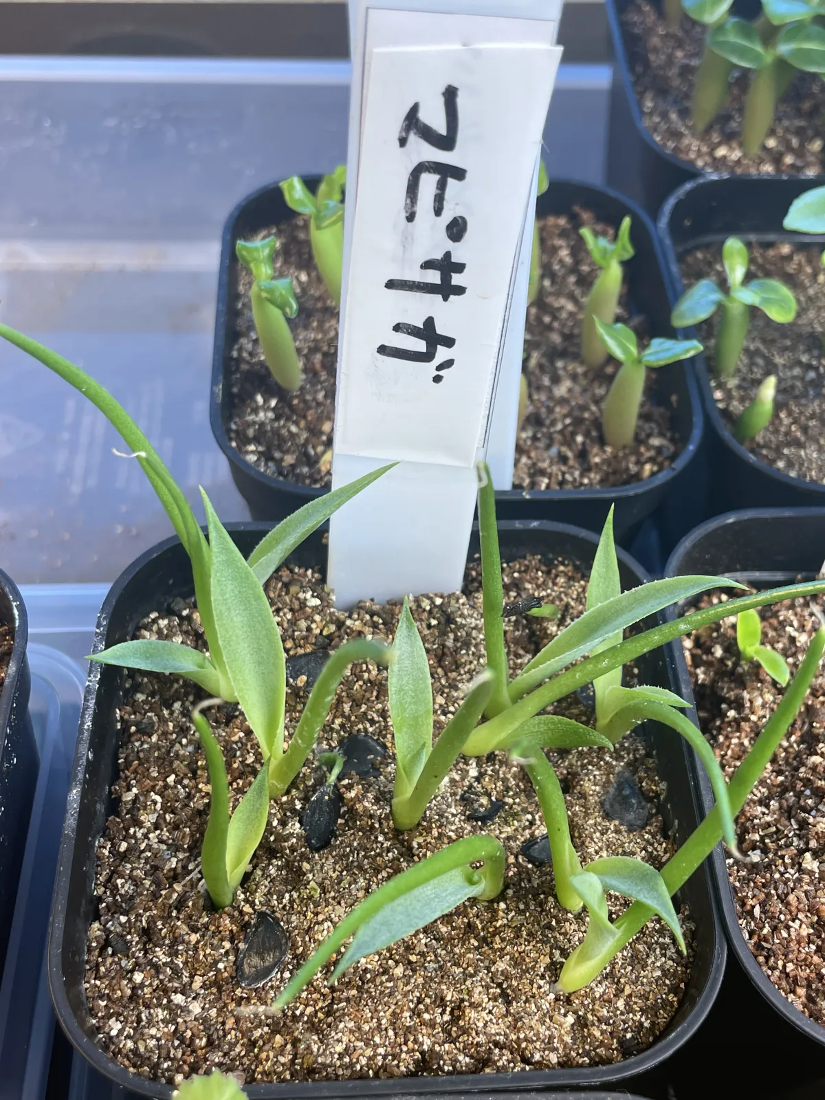 Agave mapisaga (アガベ マピサガ)