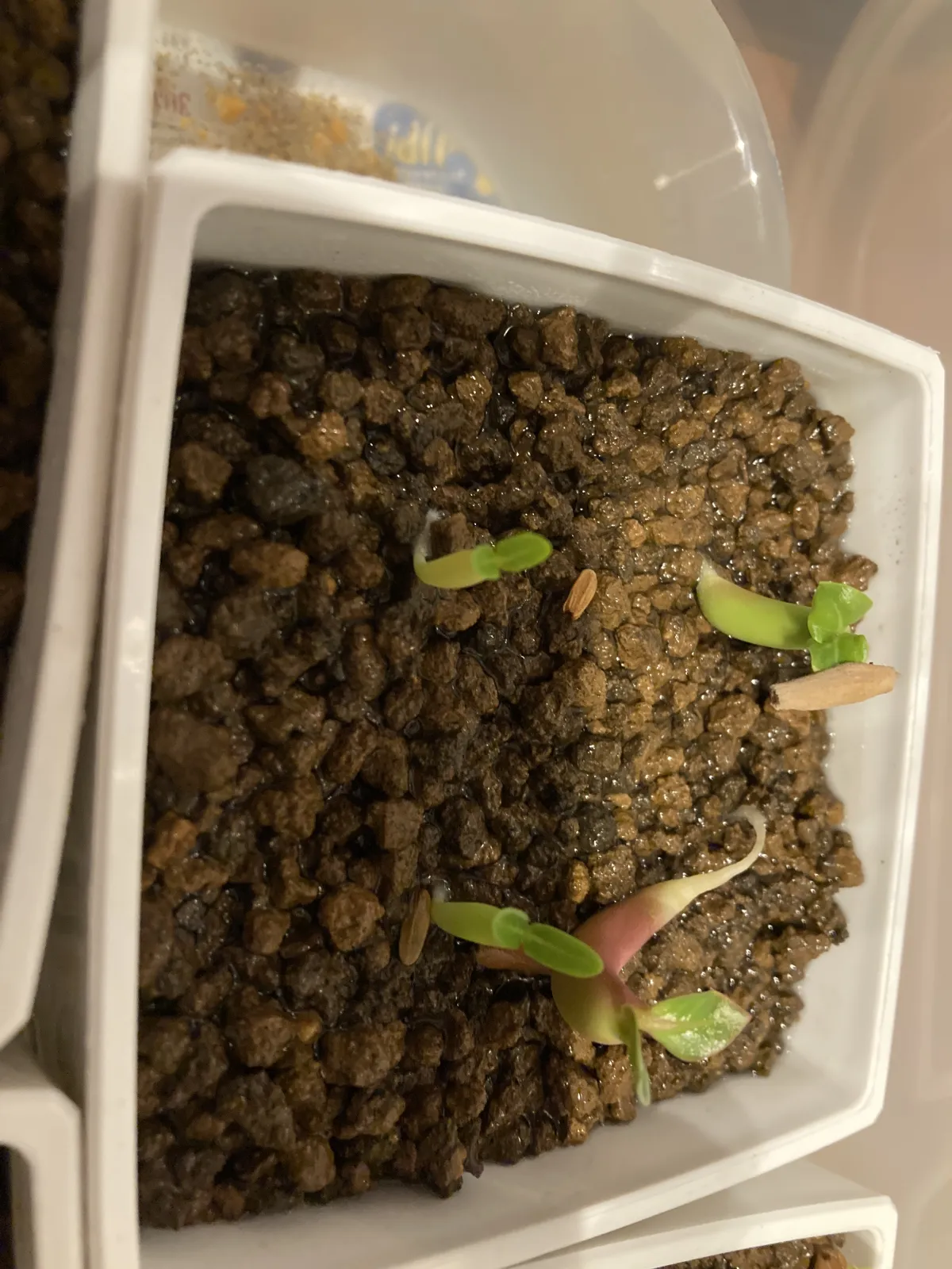 Pachypodium rosulatum var. gracilius (パキポディウム グラキリス)