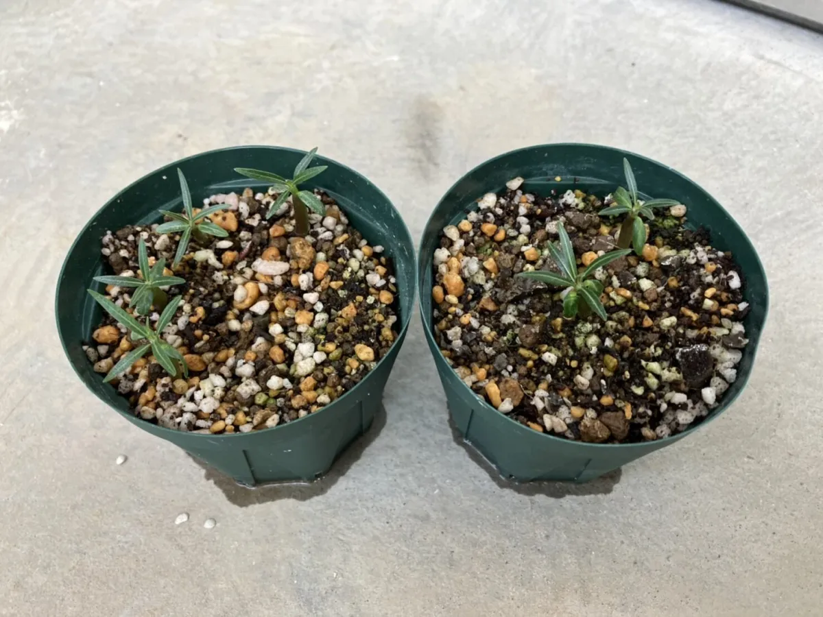 Pachypodium rosulatum ssp. cactipes (パキポディウム カクチペス)