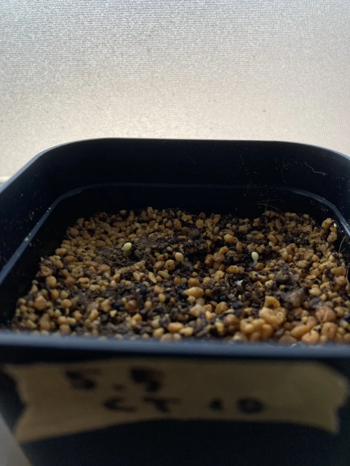 Lophophora diffusa (ロフォフォラ 翠冠玉)