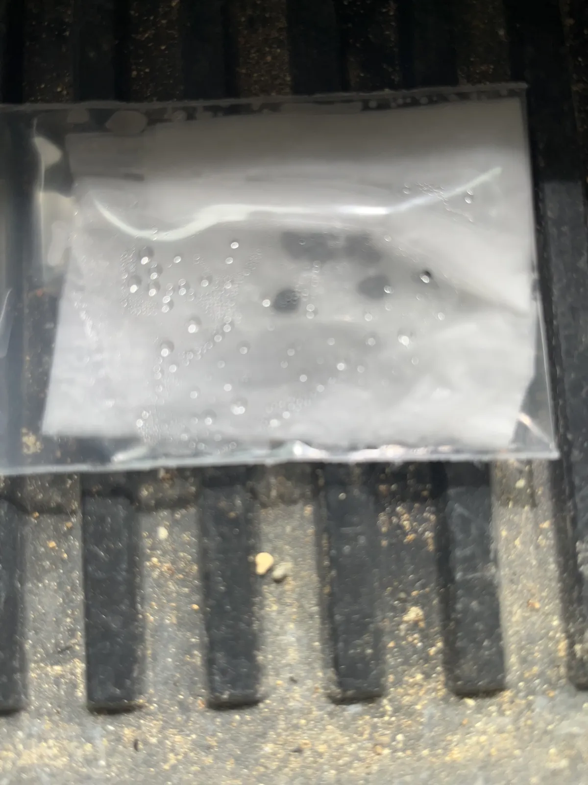 Agave horrida 'Chocolate Thorn' (アガベ ホリダ チョコレートソーン)