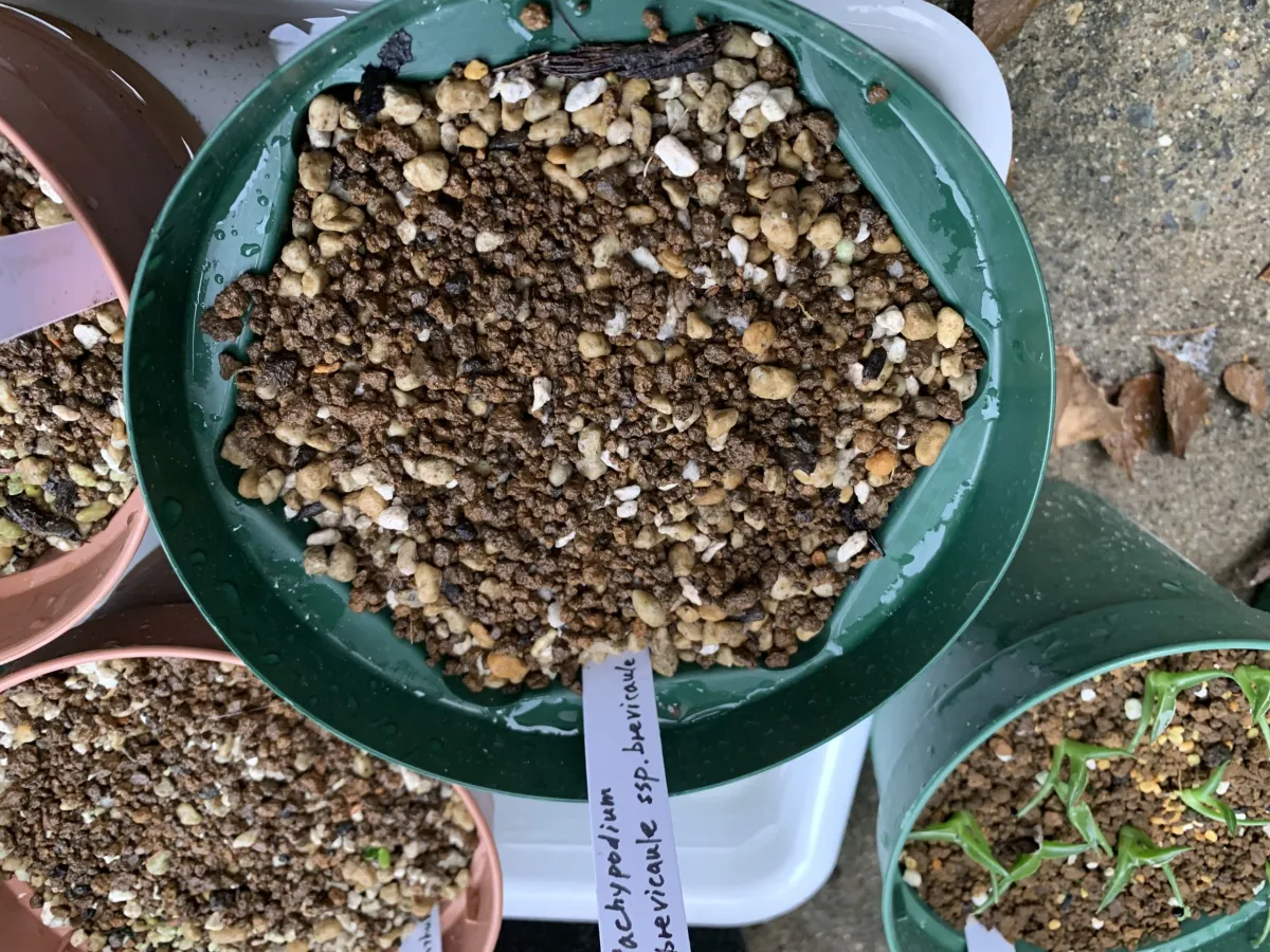 [モニター種子] パキポディウム ブレビカウレ Pachypodium brevicaule ssp. brevicaule