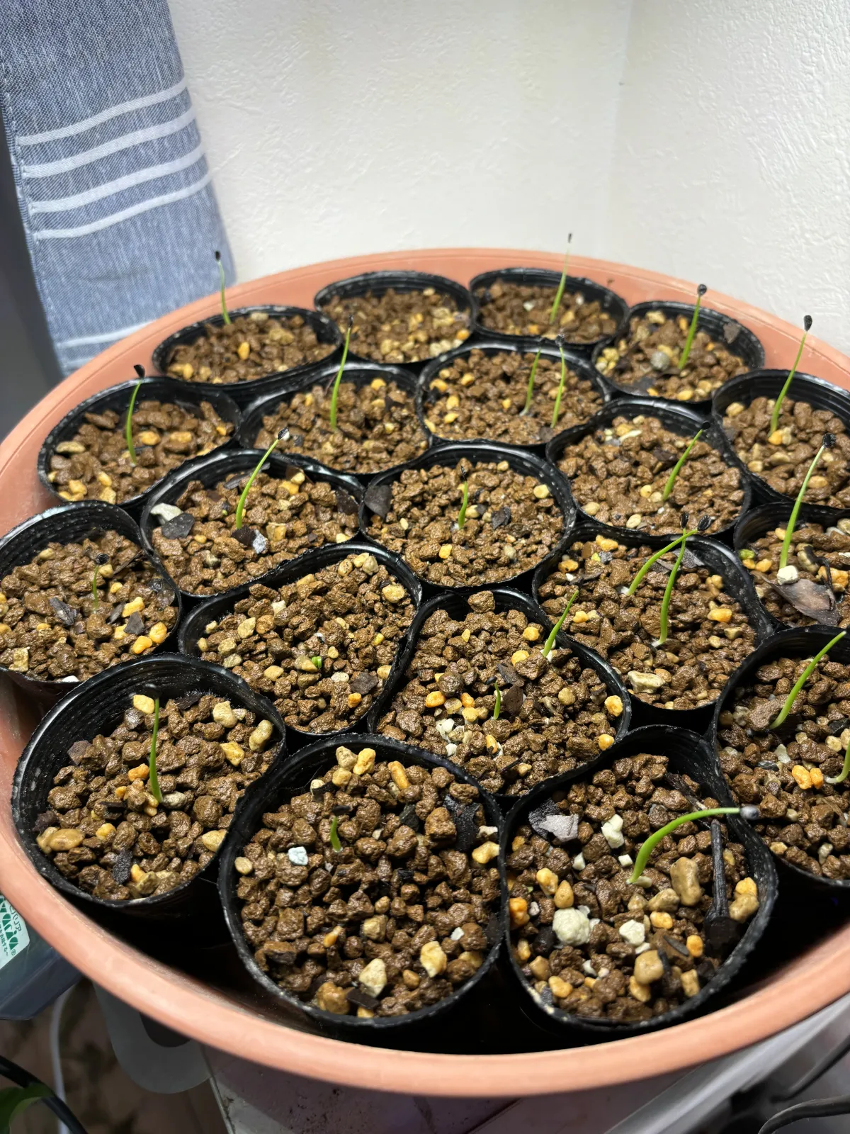 Agave utahensis var. eborispina 'Hayford' (アガベ エボリスピナ ヘイフォード)