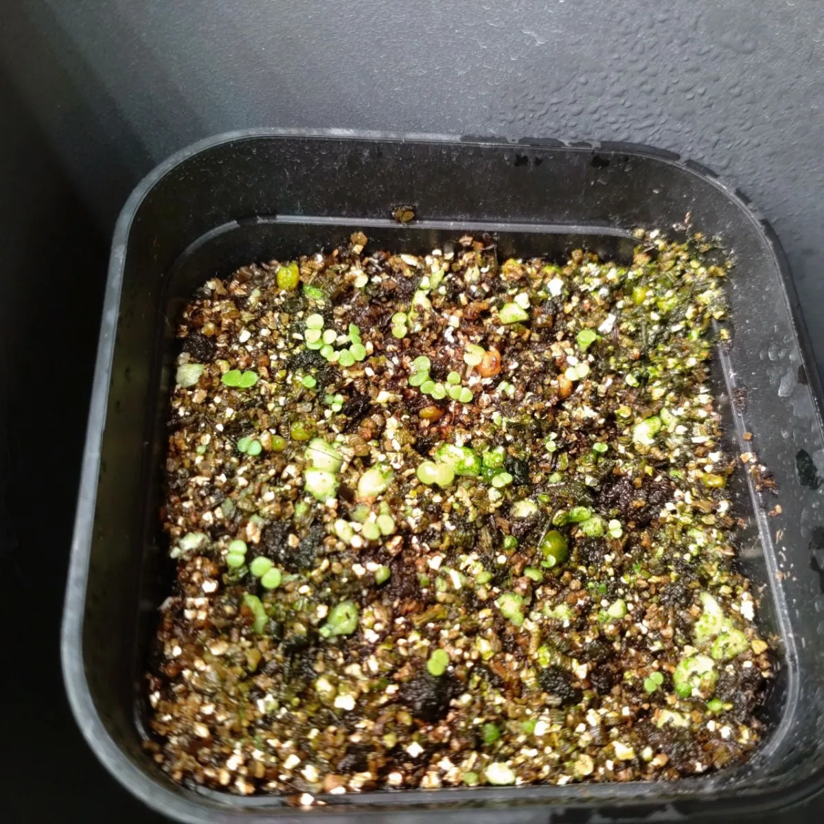 Dudleya brittonii (ダドレヤ ブリトニー)