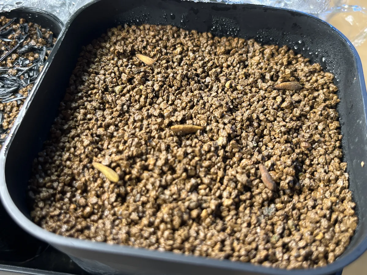 Pachypodium ambongense (パキポディウム アンボンゲンセ)