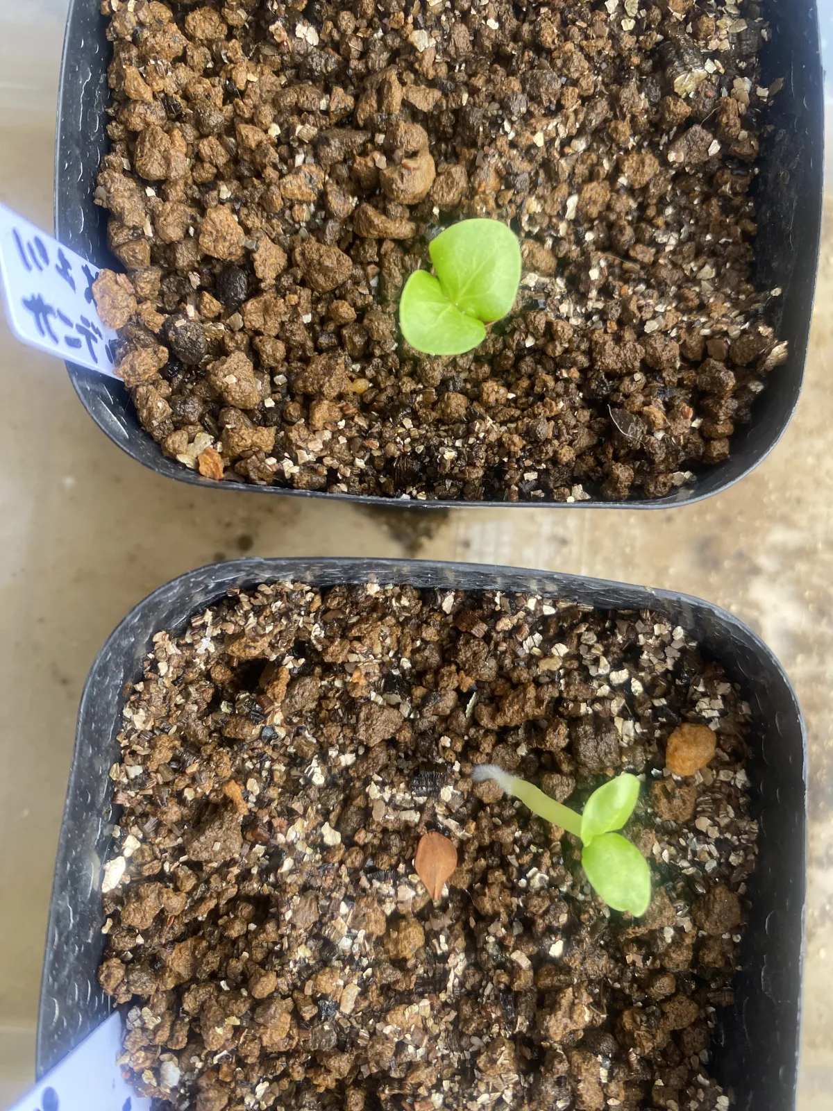 Pachypodium saundersii (パキポディウム サンデルシー 白馬城)