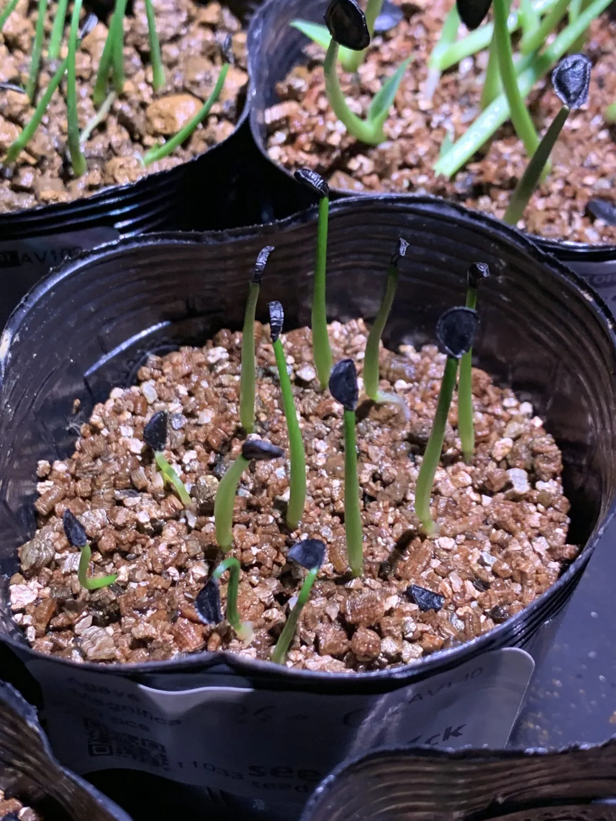 Agave salomonii Magnifica (アガベ マグニフィカ)