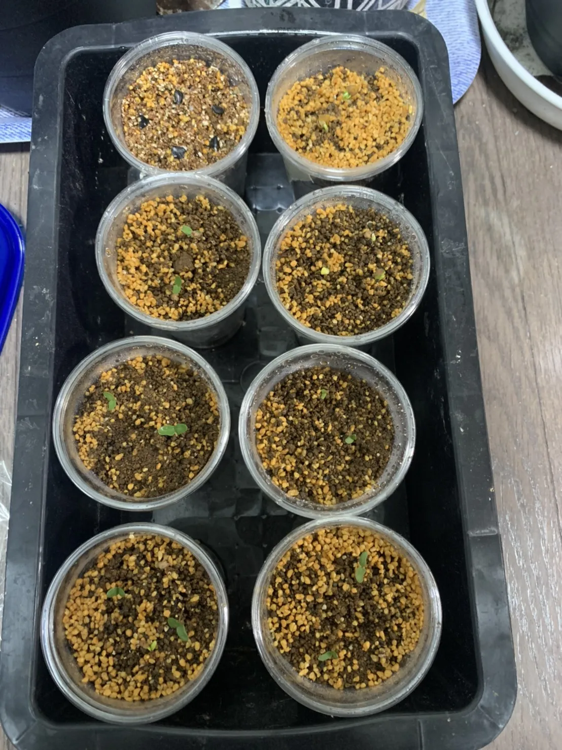 Pachycormus discolor (パキコルムス ディスカラー)