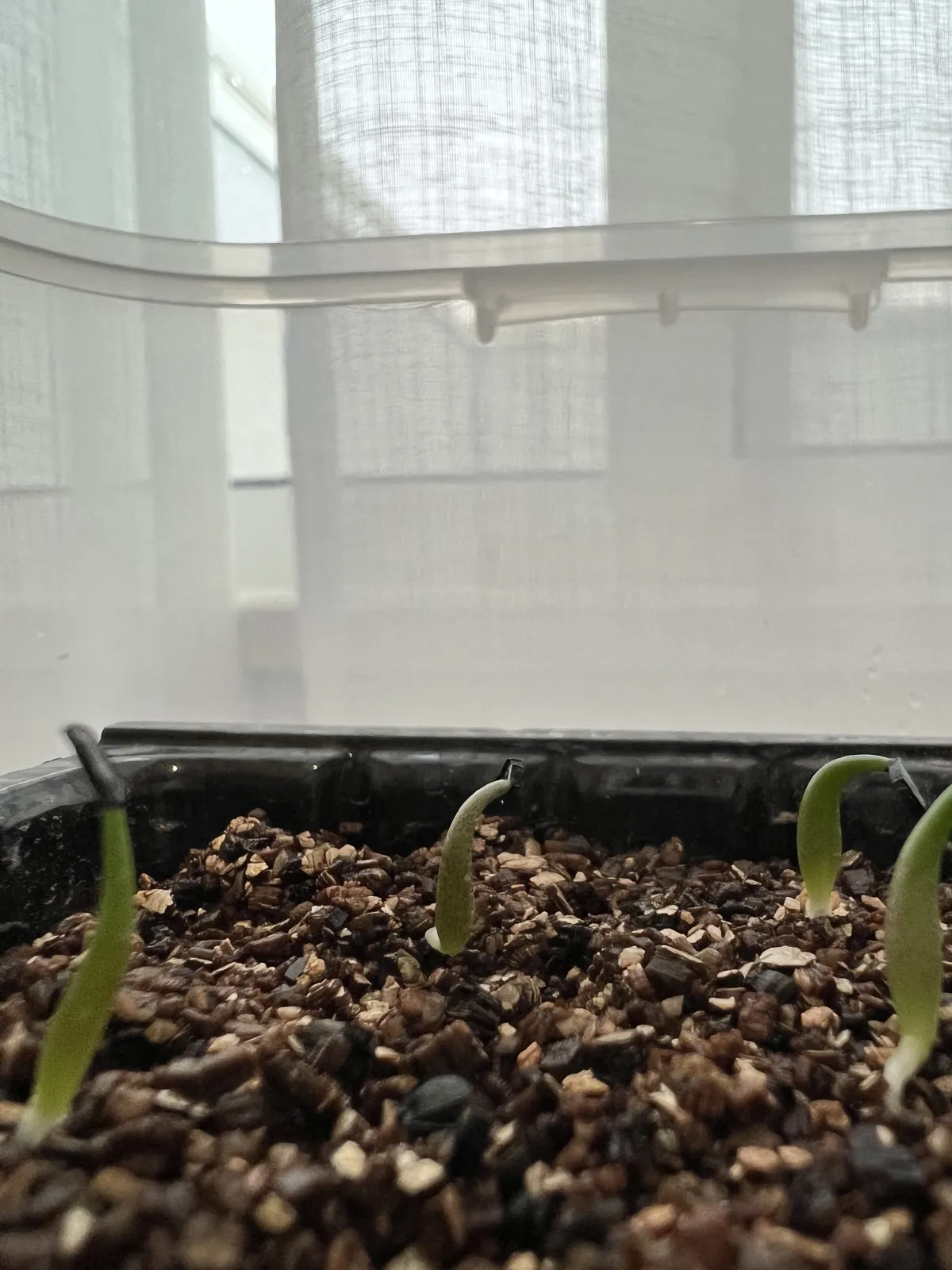 Agave titanota 'Blue' (アガベ チタノタブルー)