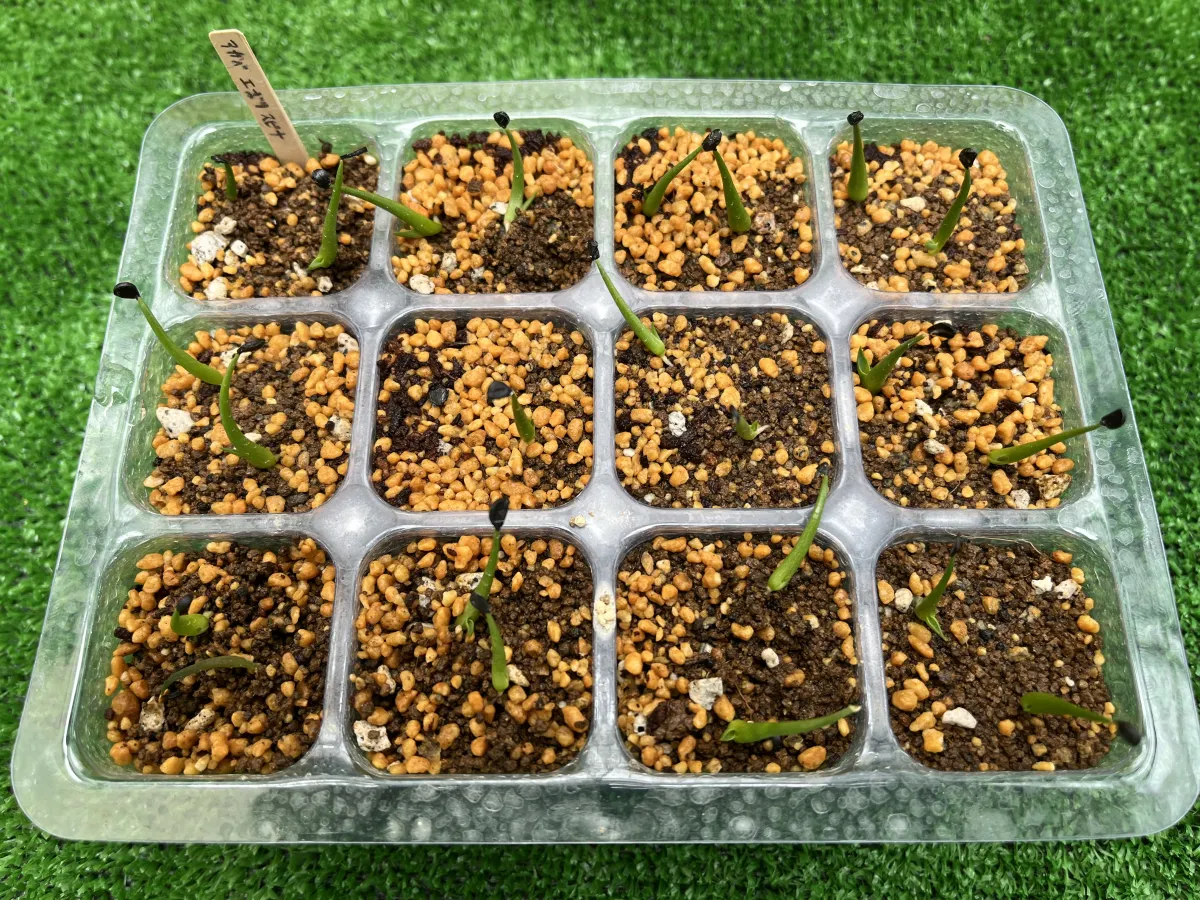 Agave utahensis var. eborispina (アガベ エボリスピナ)