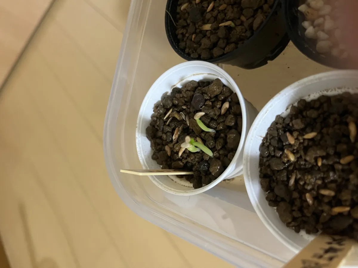 [無料種子] 発芽難 パキポディウム グラキリス　 Pachypodium rosulatum var. gracilius