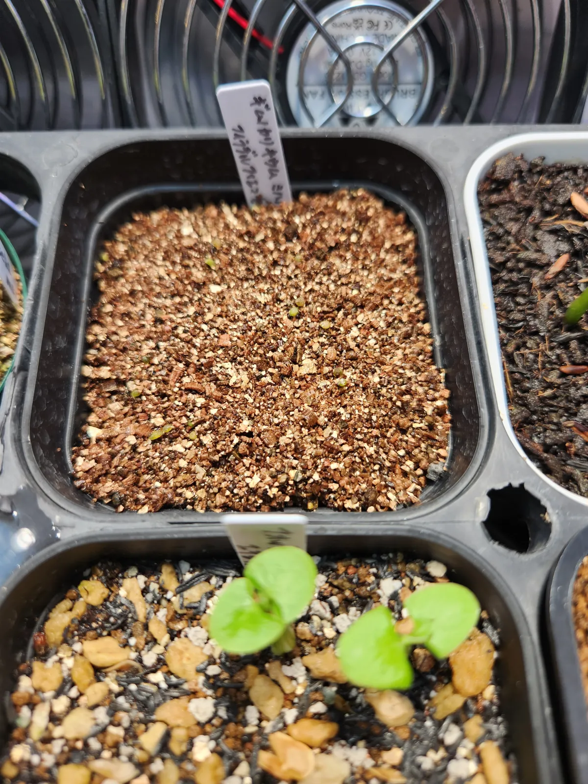 Gymnocalycium mihanovichii var. filadelfiense (ギムノカリキウム フィラデルフィネンセ)