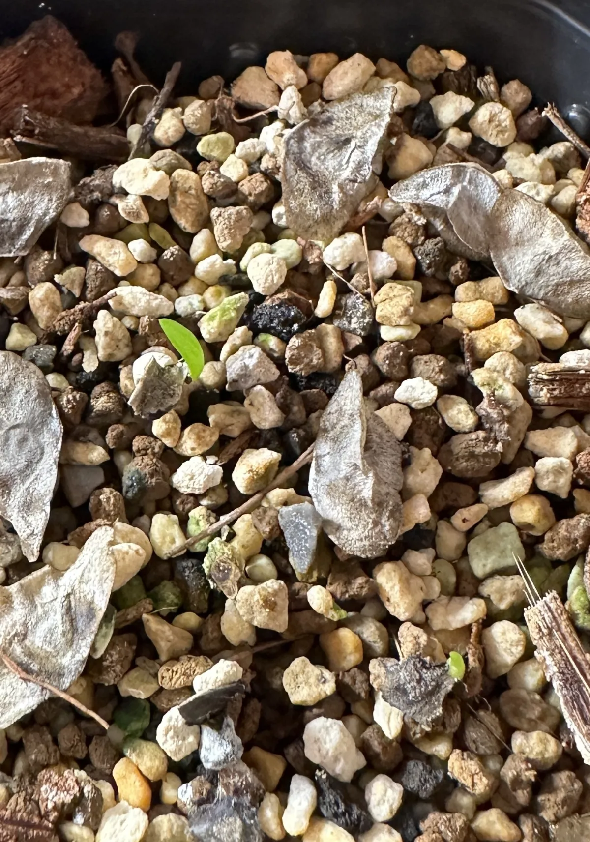 Aloe ramosissima (アロエ ラモシシマ)