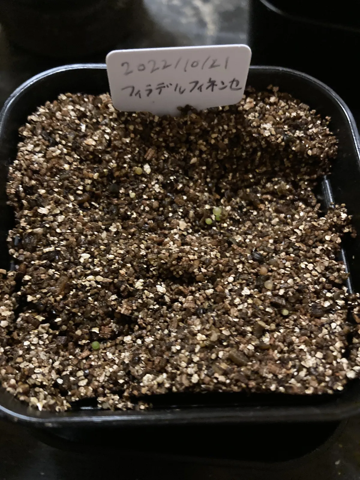 Gymnocalycium mihanovichii var. filadelfiense (ギムノカリキウム フィラデルフィネンセ)