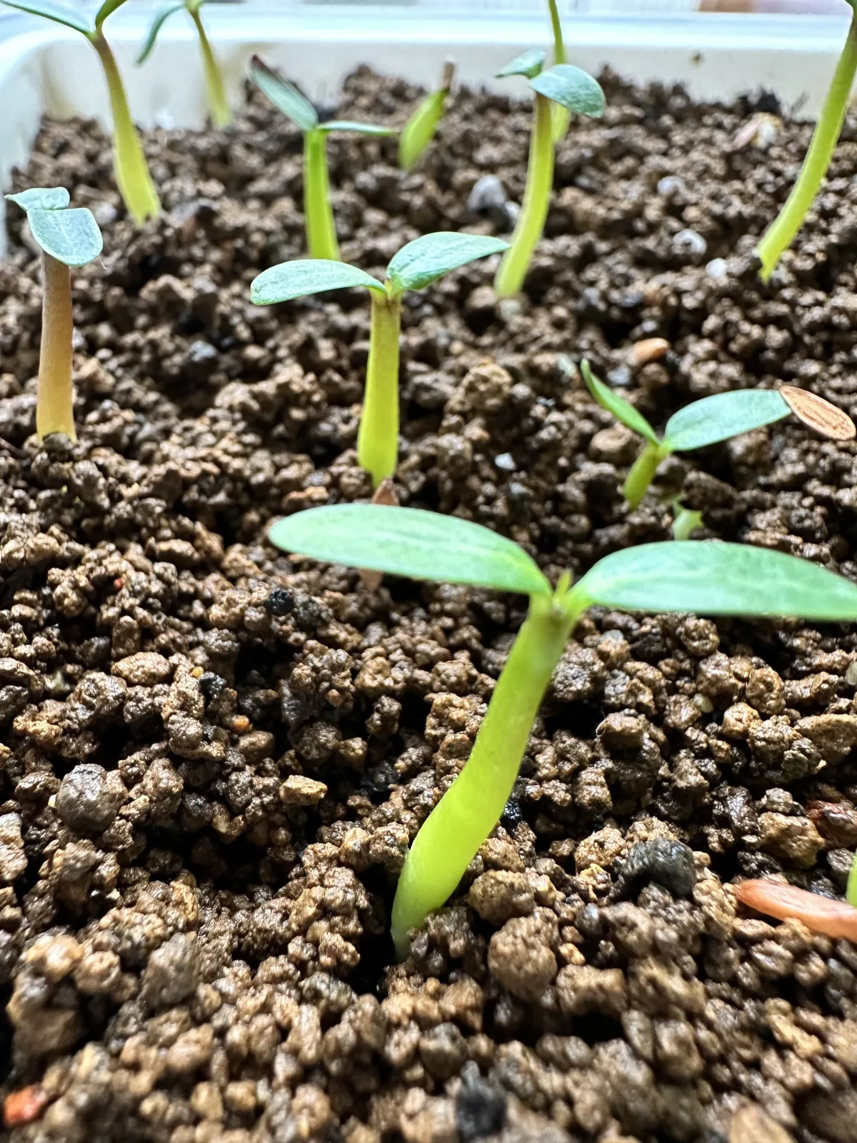 Pachypodium rosulatum var. gracilius (パキポディウム グラキリス)