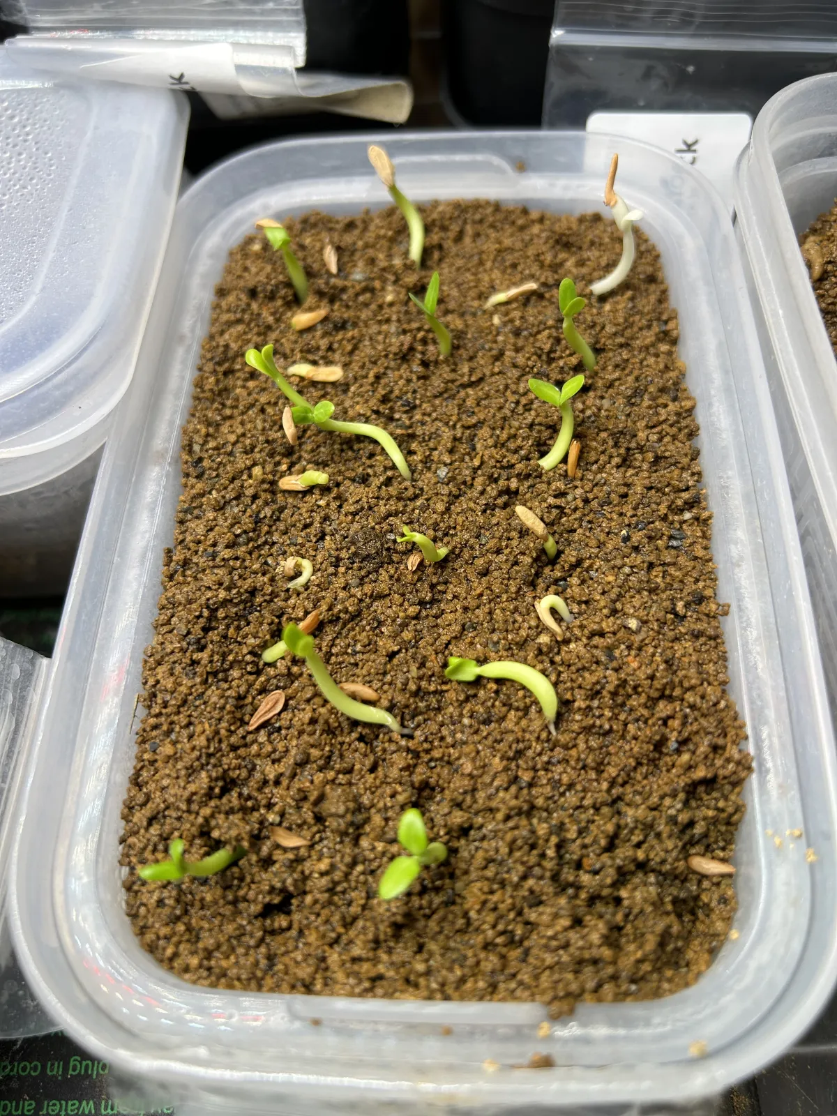 Pachypodium rosulatum (パキポディウム ロスラーツム)