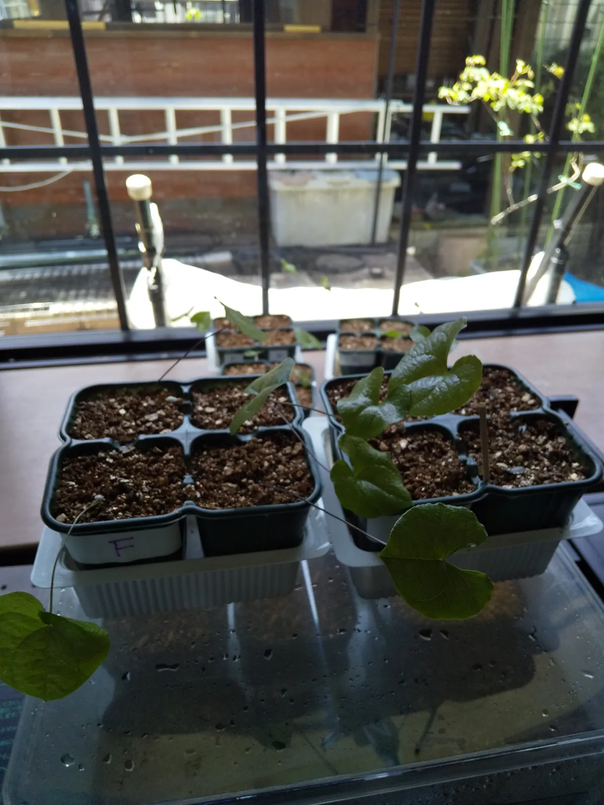 Dioscorea elephantipes (ディオスコレア エレファンティペス2023F)